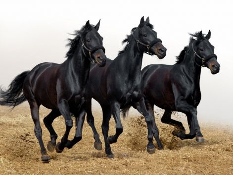 black-horses-on-white-background.jpg
