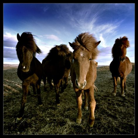 horse-picture-icelandic-horses-eir-si-horse-best-picture-gallery.jpg