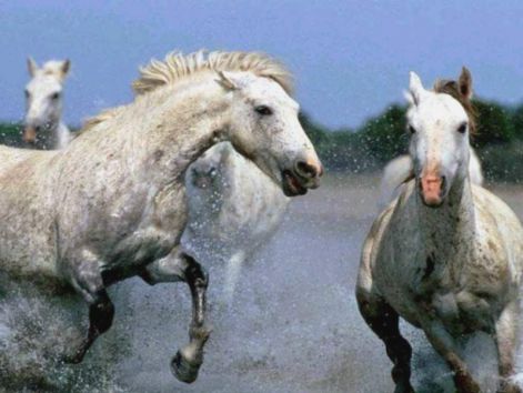 running-horses.jpg